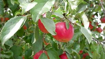 vicino su di biologico rosso mele sospeso a partire dal un' albero ramo nel un Mela frutteto. video