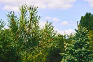 Blooming young pine tree with delicate buds of cones photo