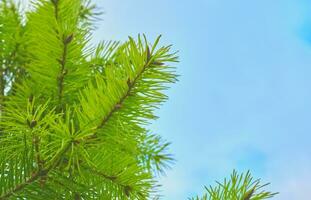New Year's Christmas background with green branches of spruce,pine photo