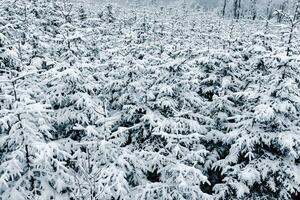 nieve cubierto Navidad arboles en el bosque foto