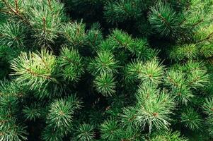 Close-up shot of a pine branch in the forest photo