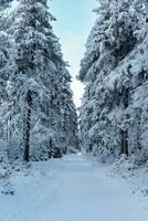 Deep winter forest covered with snow photo