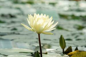 beautiful lotus flower in sunlight in natural habitat photo