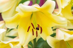 gorgeous yellow lily flower close-up on a green natural background photo