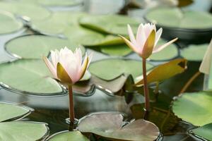 Fresco limpiar loto flores creciente desde pantano agua foto