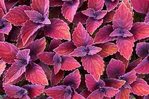 Landscaping, gardening. Red ornamental plant Coleus of the Lamiaceae family photo