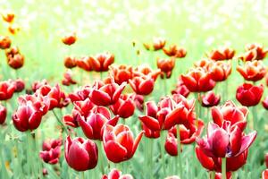 Blure delicate carpet picture of red tulips in the park, plantation photo