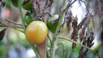 Ripe tomato plant growing in garden. Fresh bunch of red natural tomatoes on branch in organic vegetable garden. Organic farming, healthy food, , back to nature concept.Gardening tomato photograph photo