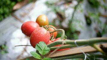 maduro tomate planta creciente en jardín. Fresco manojo de rojo natural Tomates en rama en orgánico vegetal jardín. orgánico agricultura, sano alimento, , espalda a naturaleza concepto.jardineria tomate fotografía foto