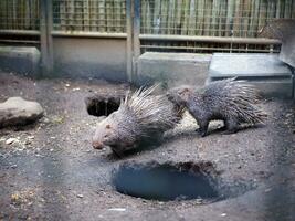Two hedgehogs In a cage at the zoo willing to mate or play photo