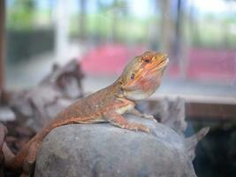 A yellow-brown iguana that is sitting on a rock in a glass cage photo