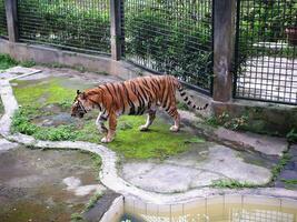 un grande Tigre estaba caminando en un jaula a el zoo mientras apertura su boca y pega fuera su lengua foto