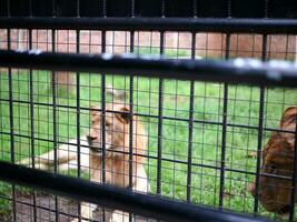 un masculino león sentado fuerte en el césped dentro el jaula, un foto desde fuera de el jaula