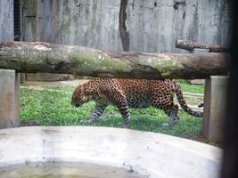 A  Leopard walking inside a cage in a zoo. Animals in a zoo. photo