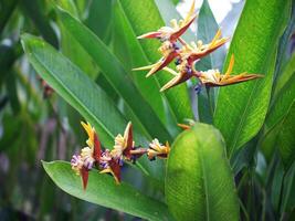 The beauty of ornamental banana flowers that are bright yellow photo