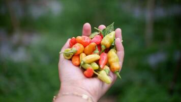 un manojo de Fresco rojo chiles o Pimiento frutescens o Cabai merah rawit en mano, cosechado desde campos por indonesio local agricultores. selectivo atención de caliente chile pimienta valores imágenes foto