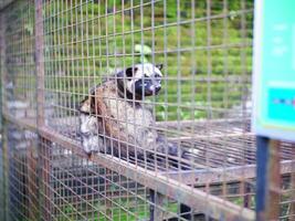 Civet or Mongoose or mongoose white cofee-producing animal sitting in a cage and staring intently at the camera photo