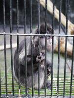 un solitario negro pequeño mono, solo triste en un jaula en un zoo, foto