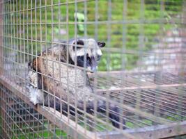 Civet or Mongoose or mongoose white cofee-producing animal sitting in a cage and staring intently at the camera photo