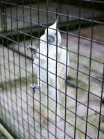 The cockatoo cacatuidae that are clutching or perched on the iron fence wall of the cage photo