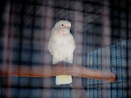 The cockatoo cacatuidae that are clutching or perched on the iron fence wall of the cage photo