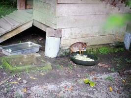 A Mouse deer eating on a large tear next to his wooden house and saw the camera photo