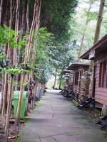 Beautiful village road with many trees around it photo