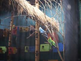 Blue and green Love bird that is sitting on a tree branch inside the aviary at the zoo photo