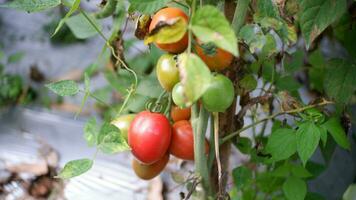 Ripe tomato plant growing in garden. Fresh bunch of red natural tomatoes on branch in organic vegetable garden. Organic farming, healthy food, , back to nature concept.Gardening tomato photograph photo