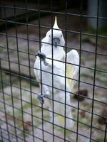 el cacatúa cacatuidae ese son agarrando o encaramado en el hierro cerca pared de el jaula foto