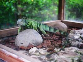 verde iguana progresivo en rocas y madera papas fritas en un vaso jaula, iguana cabeza cerca arriba foto