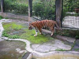 un grande Tigre estaba caminando en un jaula a el zoo mientras apertura su boca y pega fuera su lengua foto