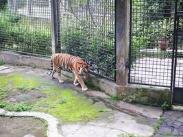 un grande Tigre estaba caminando en un jaula a el zoo mientras apertura su boca y pega fuera su lengua foto