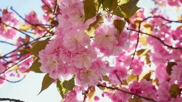 mooi en schattig roze kers bloesems, sakura bloemen, behang achtergrond. video