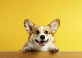 AI generated banner with a funny corgi dog puppy sitting on a yellow background looking at camera photo