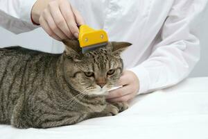 Portrait of a beautiful scottish tabby cat. Veterinary medicine. photo