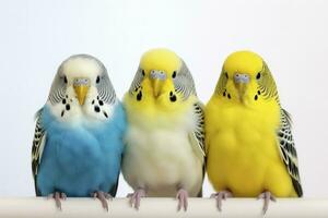 AI generated three budgies on a branch on white background photo