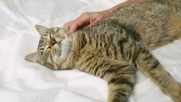 fechar-se do uma mulher mão acariciando uma sonolento cinzento gato. a gato dorme relaxado em a cama e ronrona. levando Cuidado do seu educaçao Fisica video