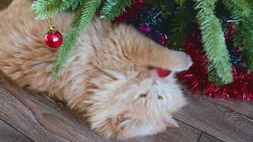 een grappig pluizig rood kat Toneelstukken met een rood bal Aan een Kerstmis boom. kat bijt Spar takken. video