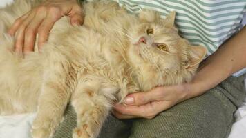 une mignonne duveteux rouge chat est somnoler dans le bras de une femme. fermer de une femme caresse sa paresseux animal de compagnie. video