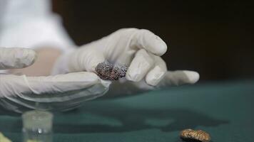 Scientist or archaeologist holding stones or minerals in hands. People with samples of archeology in the hands of photo