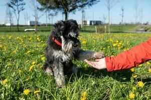 miniatura Schnauzer da un pata a el dueño, se sienta en el césped y convertido lejos. mascota formación foto