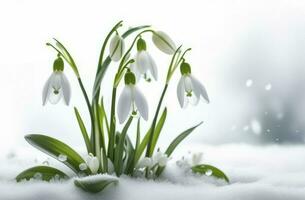 AI generated First spring snowdrops flowers sticking out from the snow. photo