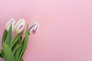 Bright colorful tulips with stripes lie on a pink background. Top view flat photo