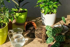 Indoor plants ficus lies outside the pot. A tool for transplanting. Empty pots photo