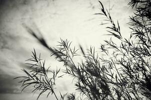 Abstract pattern of sunlight, dry branches, tree shadows. The background for the design is blurred. A place to copy. photo