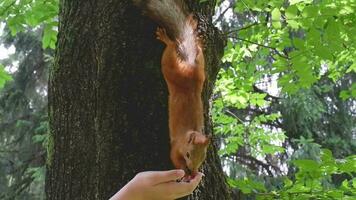 Close-up of a red squirrel clinging to a tree trunk eats nuts from the palm of a girl in the park video