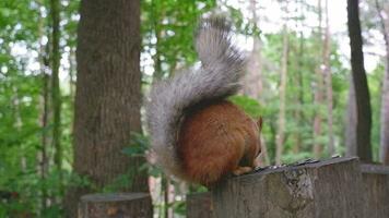 une rouge écureuil dans le parc de Kislovodsk grignoter des graines et des noisettes dans ses Naturel environnement. video