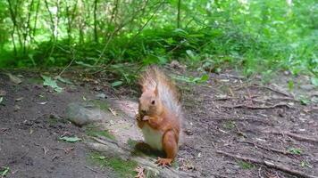 en röd ekorre i de parkera av kislovodsk nibbles frön och nötter i dess naturlig miljö. video