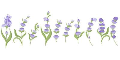 Set of lavender flowers for your design. Vector illustration isolated on white background. Vector illustration